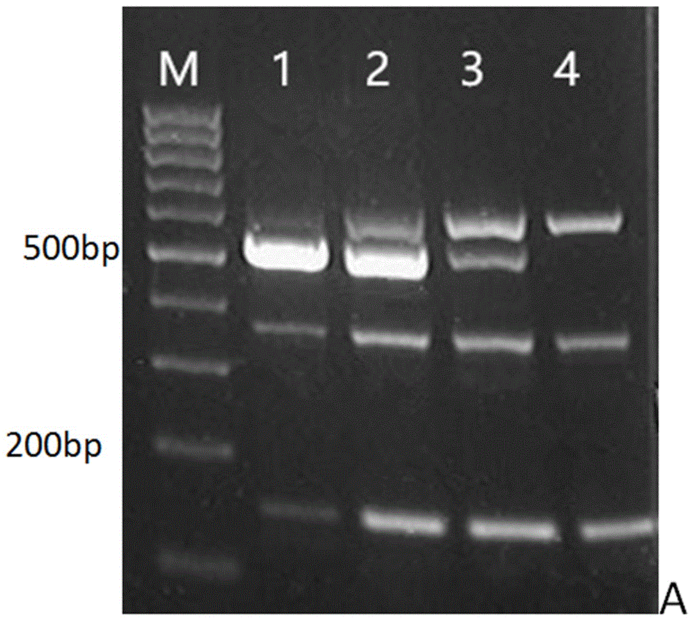 Triple PCR (Polymerase Chain Reaction) detection method for simultaneously detecting plurality of types of pathogens