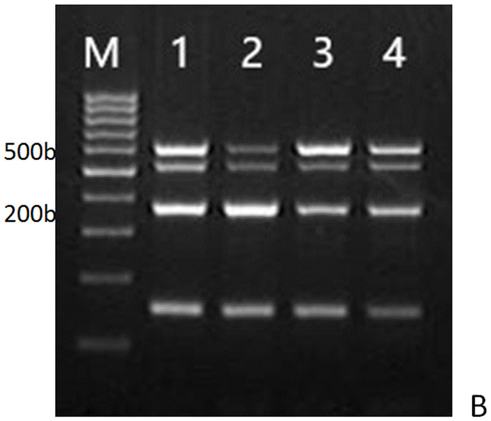 Triple PCR (Polymerase Chain Reaction) detection method for simultaneously detecting plurality of types of pathogens