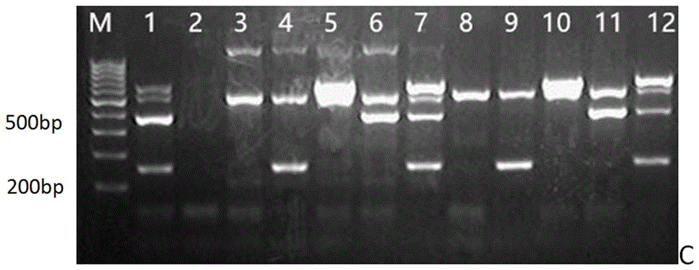 Triple PCR (Polymerase Chain Reaction) detection method for simultaneously detecting plurality of types of pathogens