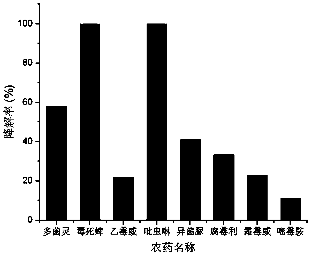 Bacillus elongatus lysinus strain, enzyme preparation and its application in degrading pesticide residues