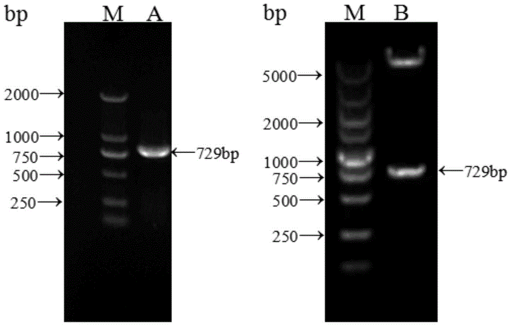 Schistosoma japonicum katsurada recombinant protein, preparation method, and application thereof