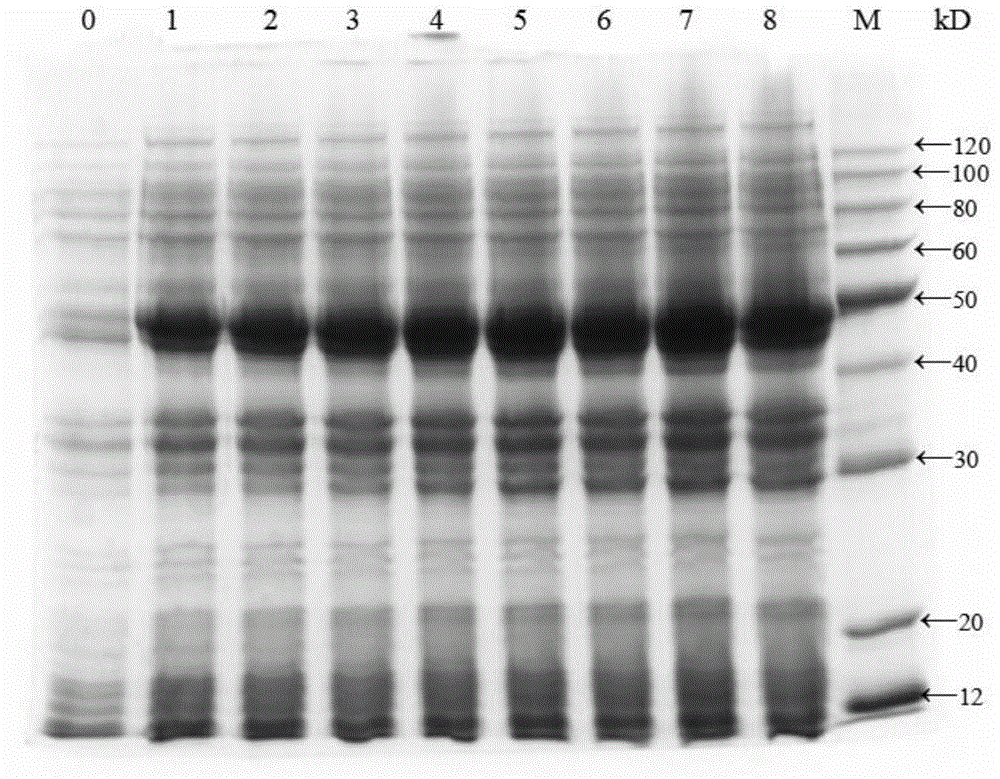 Schistosoma japonicum katsurada recombinant protein, preparation method, and application thereof