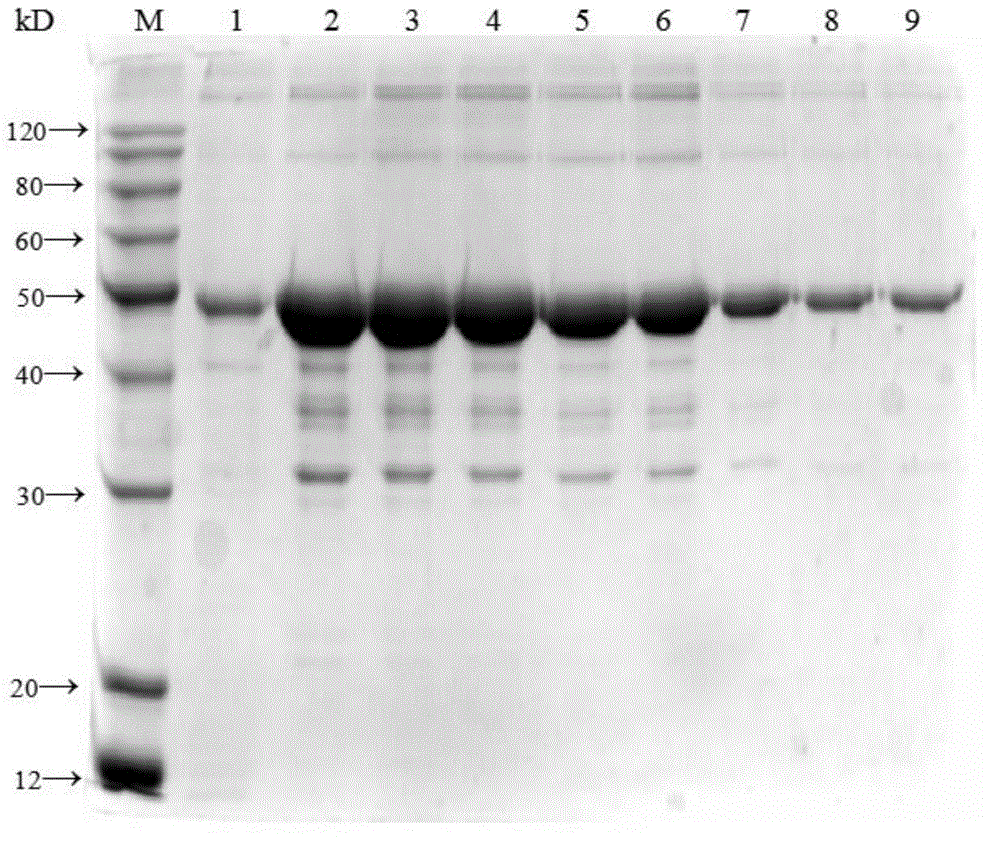 Schistosoma japonicum katsurada recombinant protein, preparation method, and application thereof