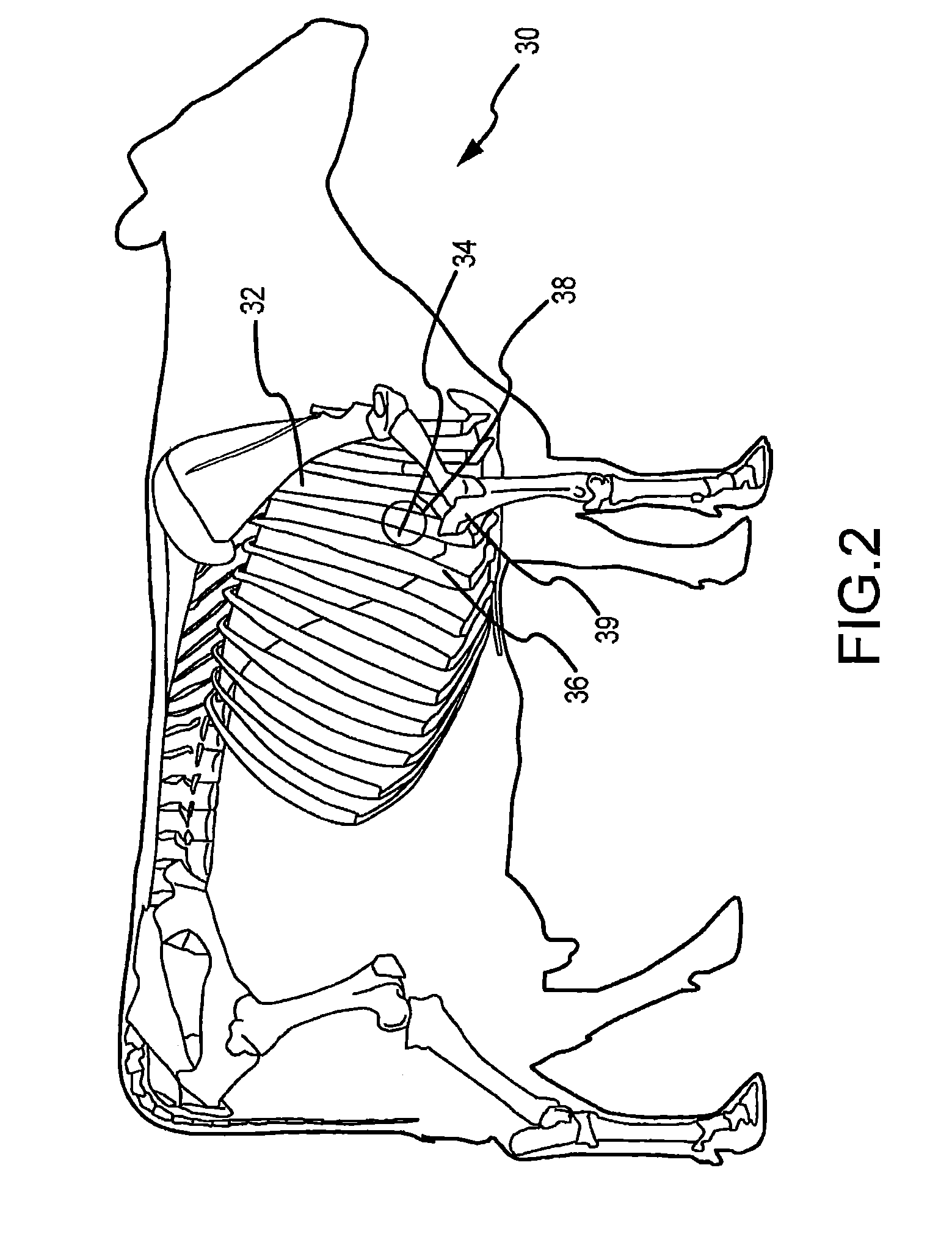 System and method for diagnosis of bovine diseases using auscultation analysis