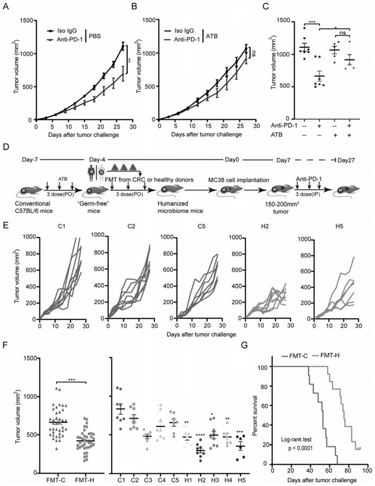 Lactobacillus paracasei strain for enhancing treatment effect of immune checkpoint inhibitor and application of lactobacillus paracasei strain