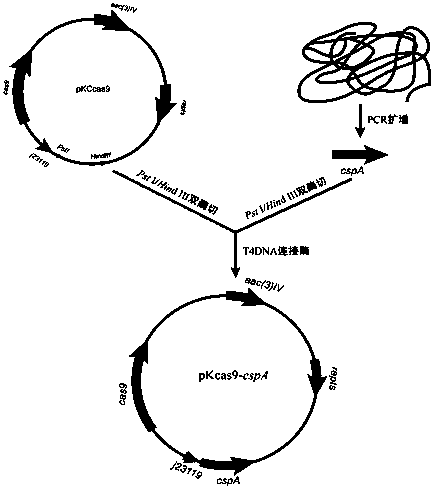 Saccharopolyspora pogona engineering strain with double cspA gene and application thereof