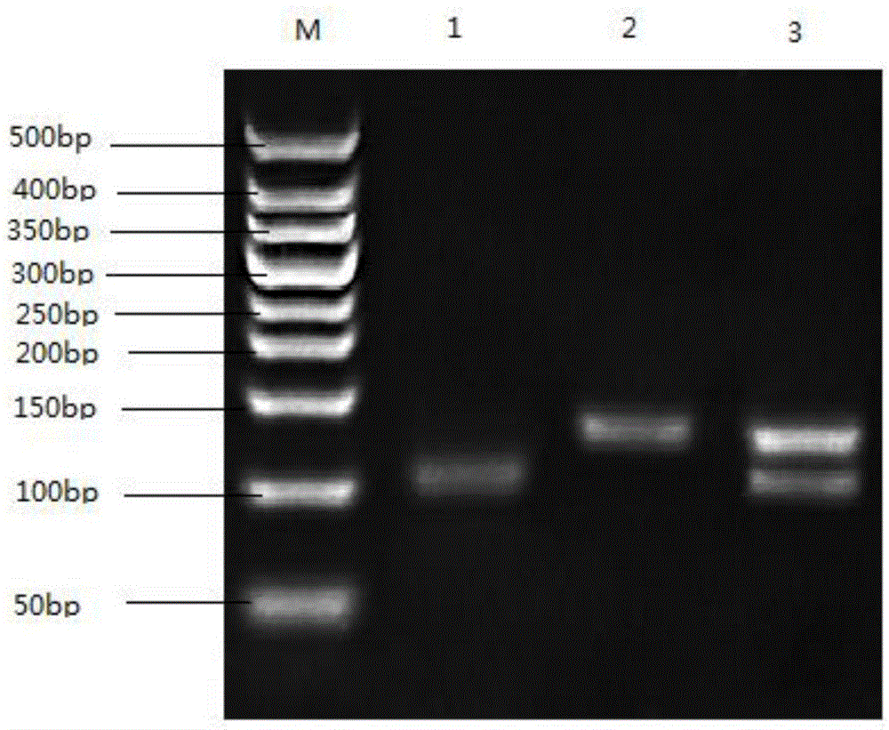 Method for identifying human HOTAIR (HOX antisense intergenic RNA) gene polymorphism rs920778 by using MspI