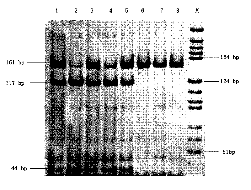 Molecular detection kit for detecting resistance of pig Escherichia coli F18 and application thereof