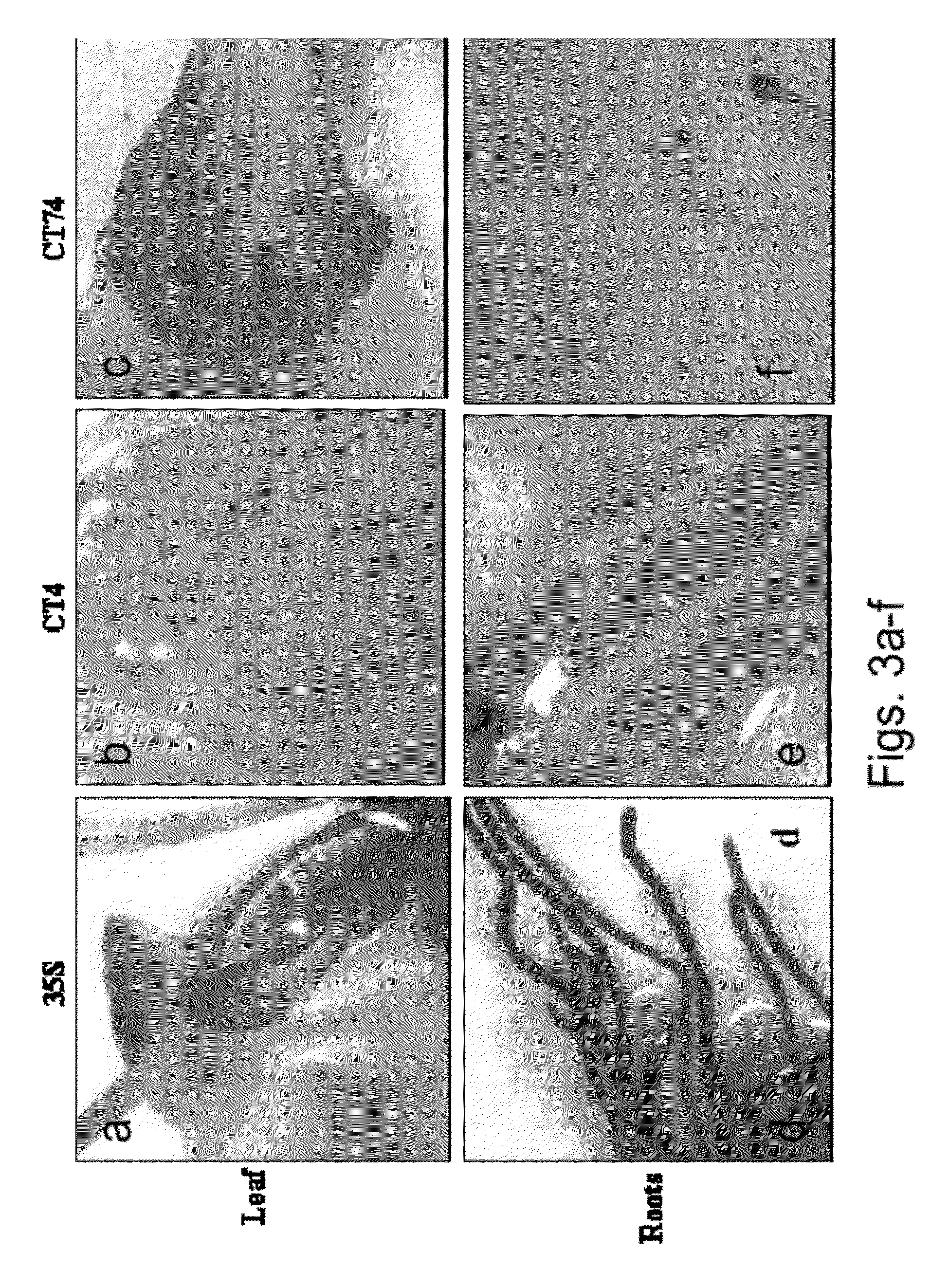 Polynucleotides and polypeptides involved in plant fiber development and methods of using same