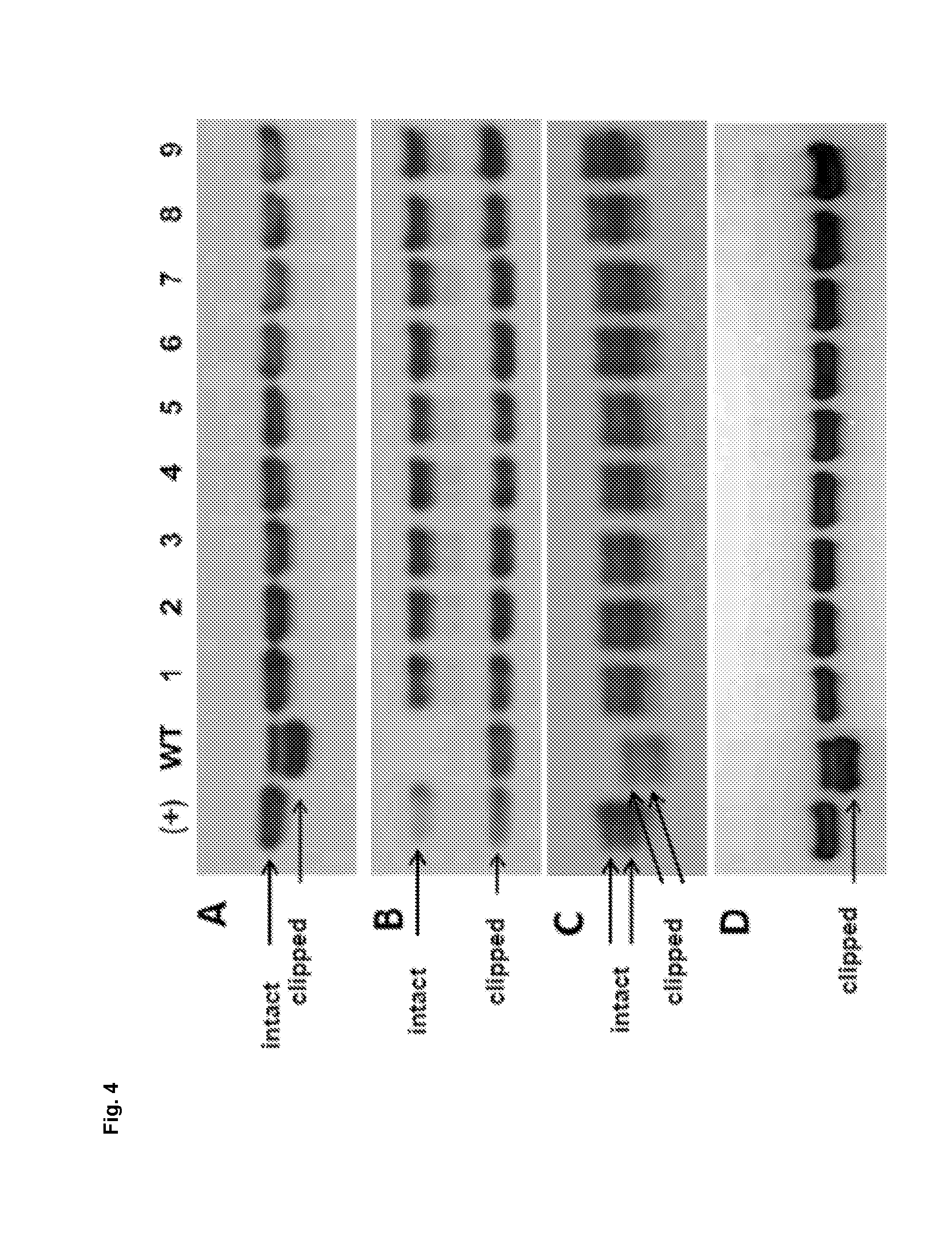 Novel vertebrate cells and methods for recombinantly expressing a polypeptide of interest