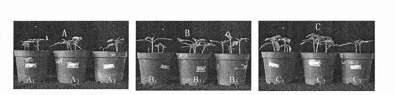 Method for quickly screening and testing cold resistance of tomatoes
