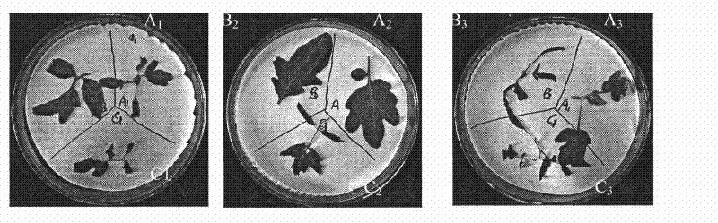 Method for quickly screening and testing cold resistance of tomatoes