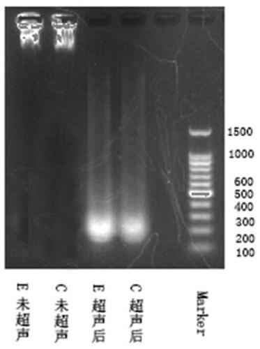 Identification method of BPDE adduct gene