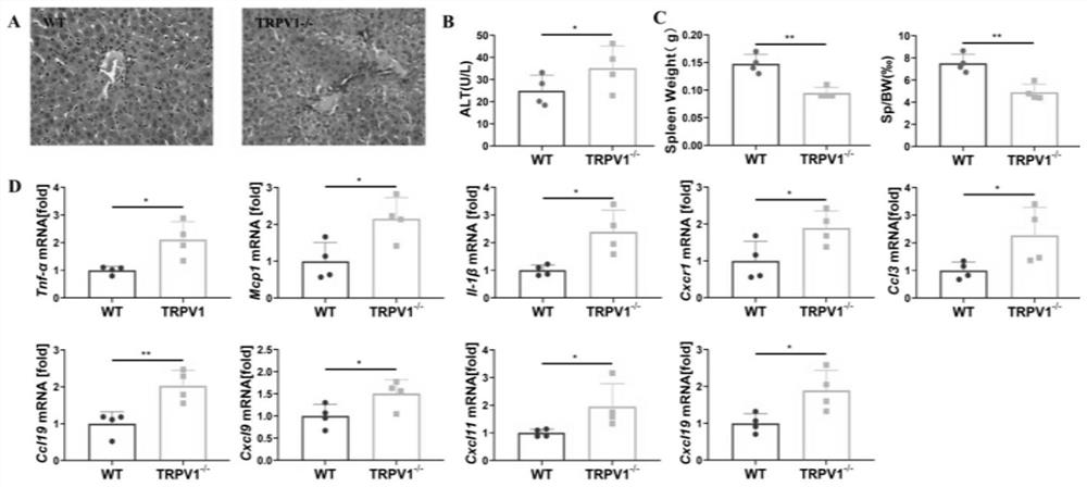 Application of TRPV1 in screening or preparing medicine for preventing, relieving and/or treating liver diseases