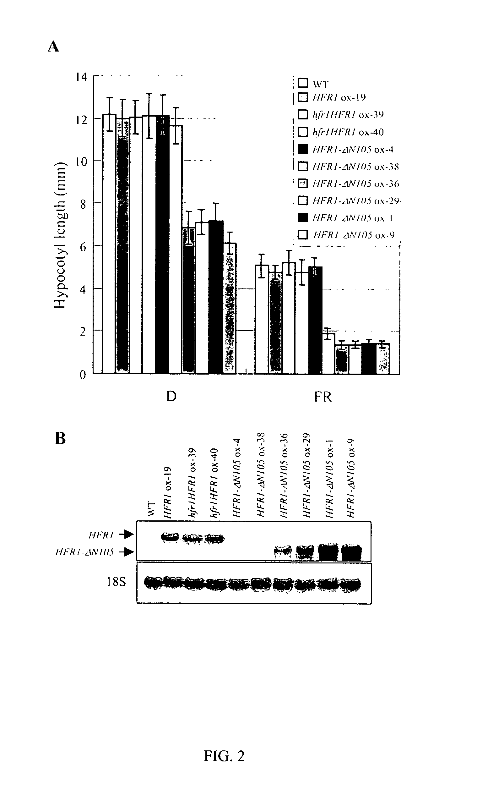 Hyperactive light signal related molecule of HFR1-DeltaN105 and transgenic plant thereof