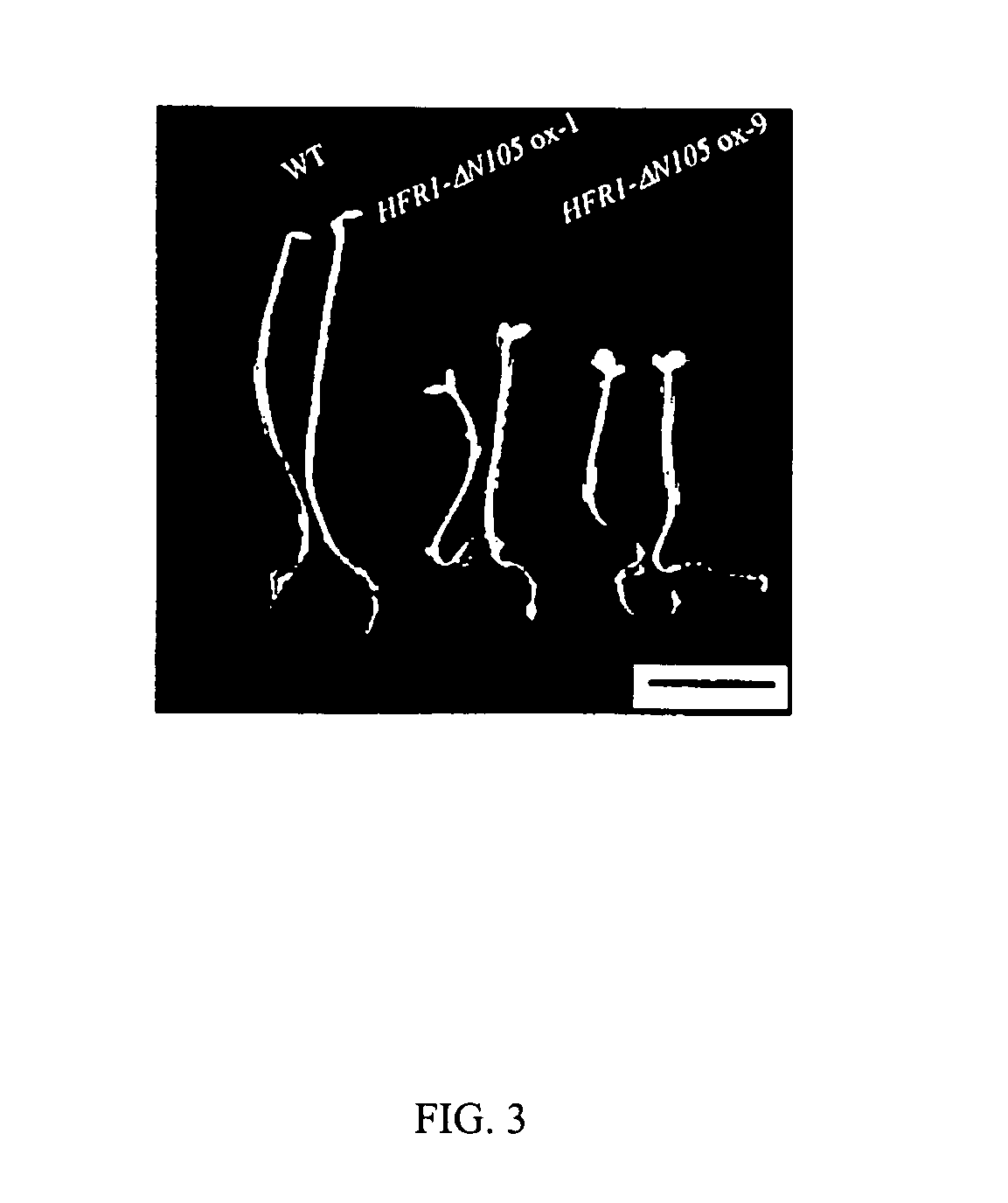 Hyperactive light signal related molecule of HFR1-DeltaN105 and transgenic plant thereof