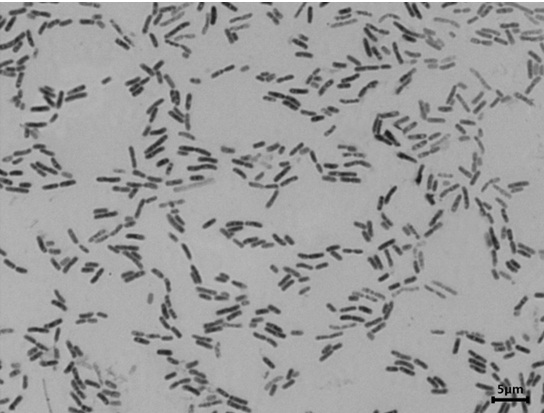 High-salt-tolerant bacterium and application thereof