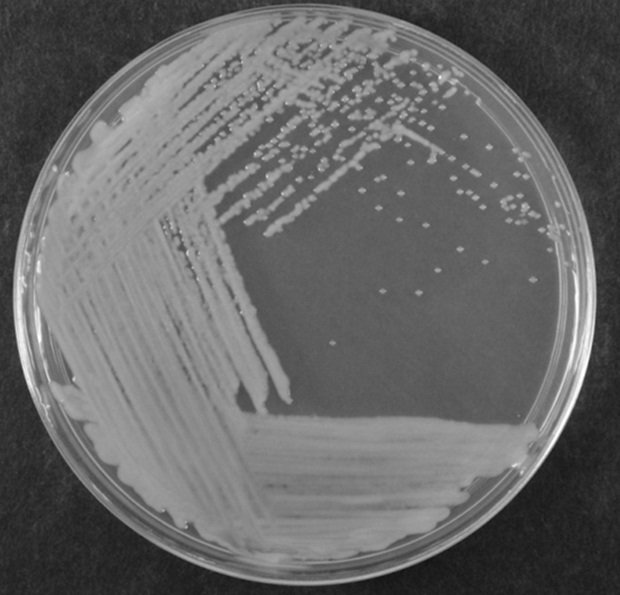 High-salt-tolerant bacterium and application thereof