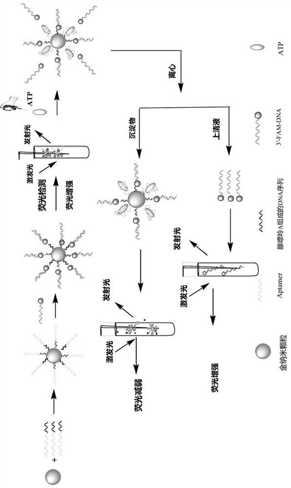 A kind of fluorescence-enhanced aptamer sensor and its preparation method and application