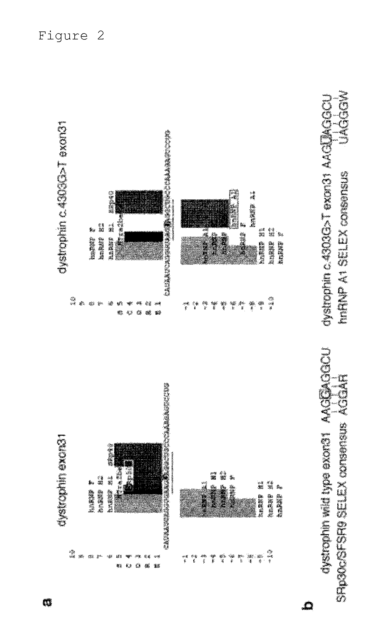 Prophylactic or ameliorating agent for genetic diseases