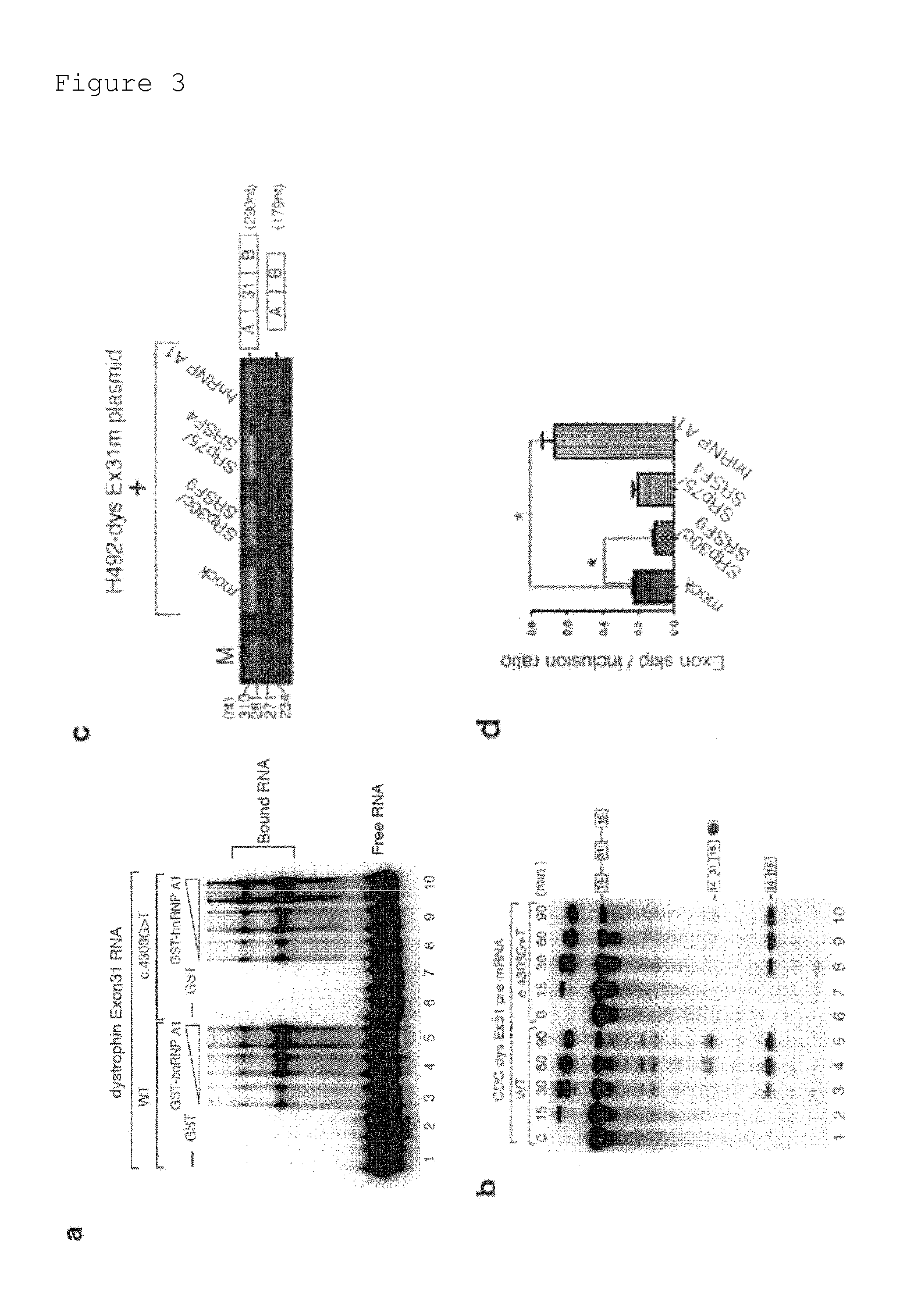 Prophylactic or ameliorating agent for genetic diseases