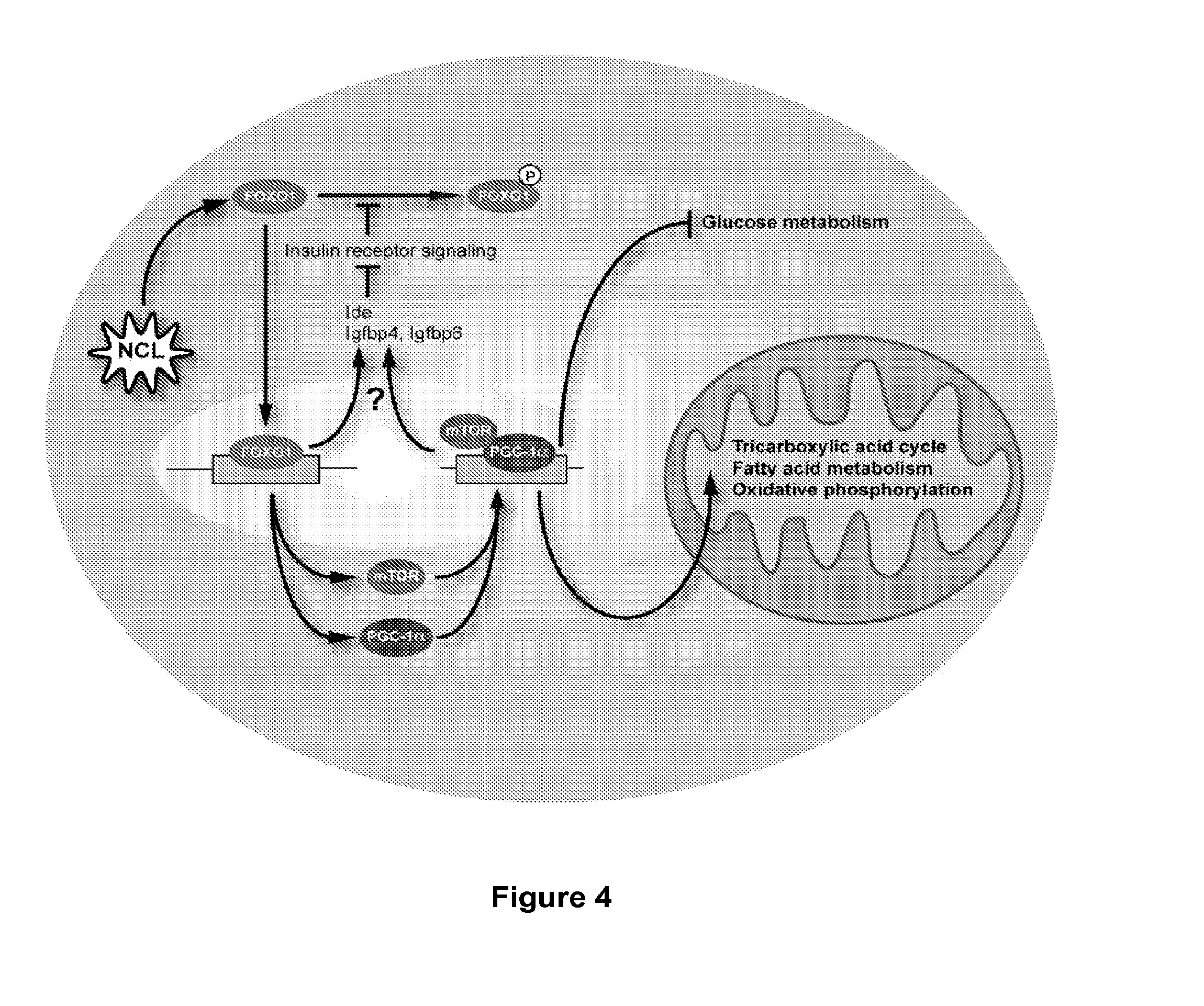 Resveratrol-Containing Compositions and Methods of Use for Treatment of Macular Degeneration