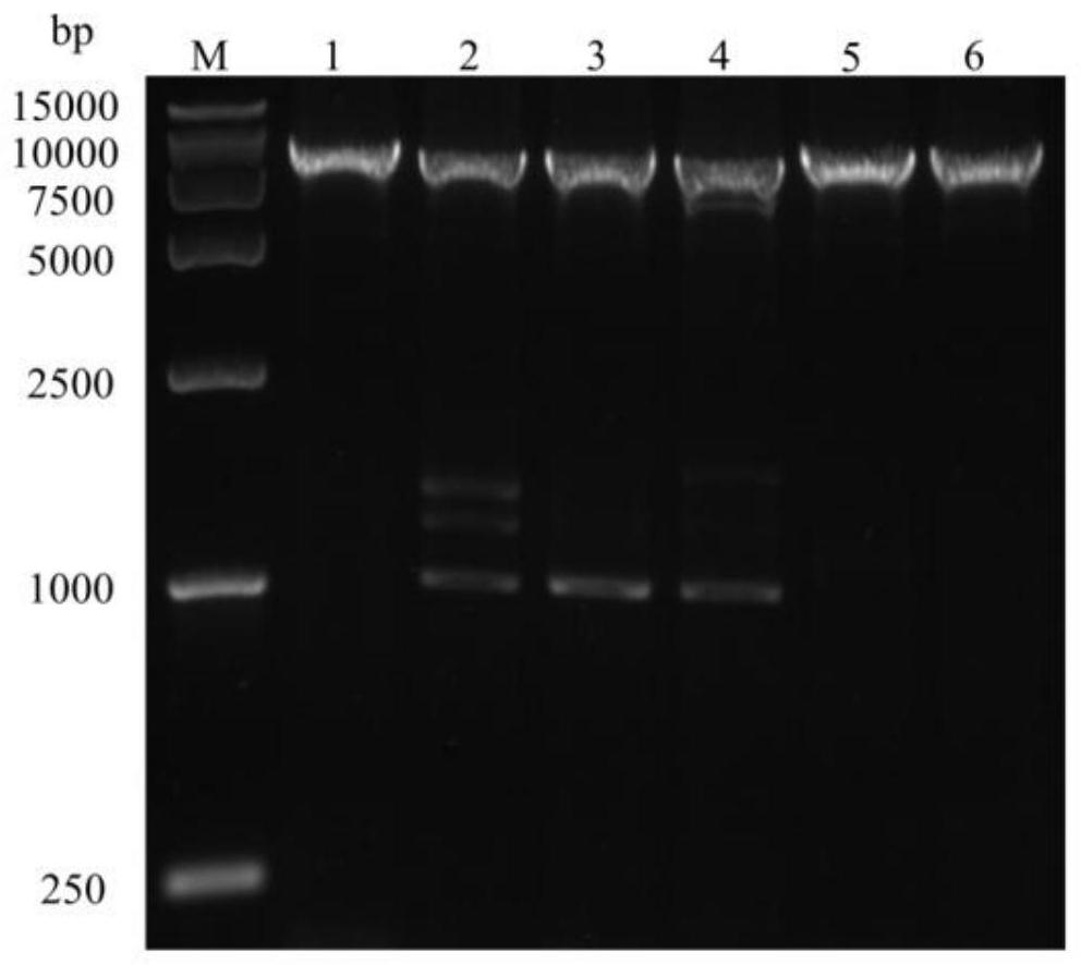 Mutant enzyme of type I pullulanase and its preparation method and application