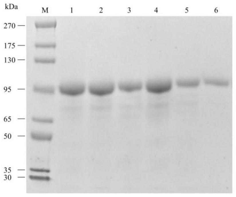 Mutant enzyme of type I pullulanase and its preparation method and application