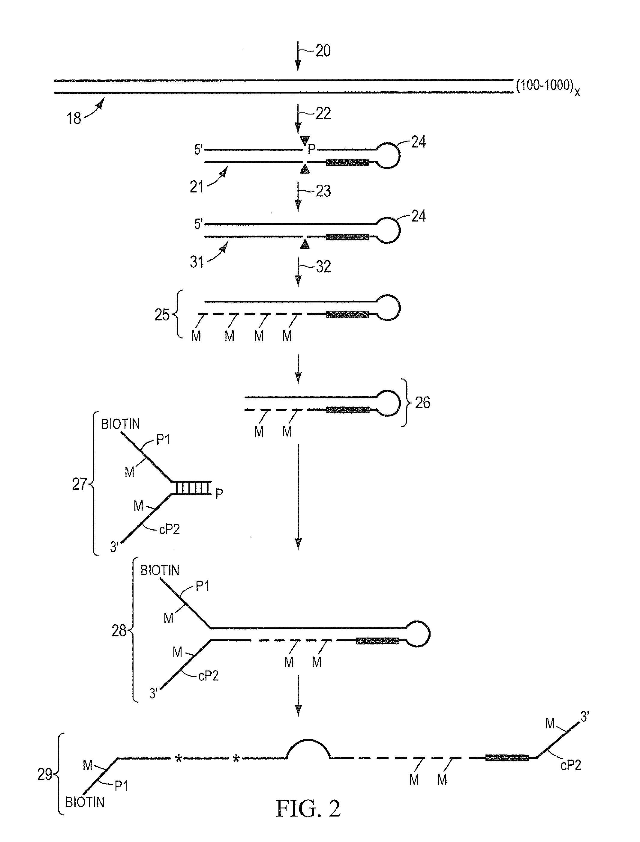 Method of sequencing and mapping target nucleic acids