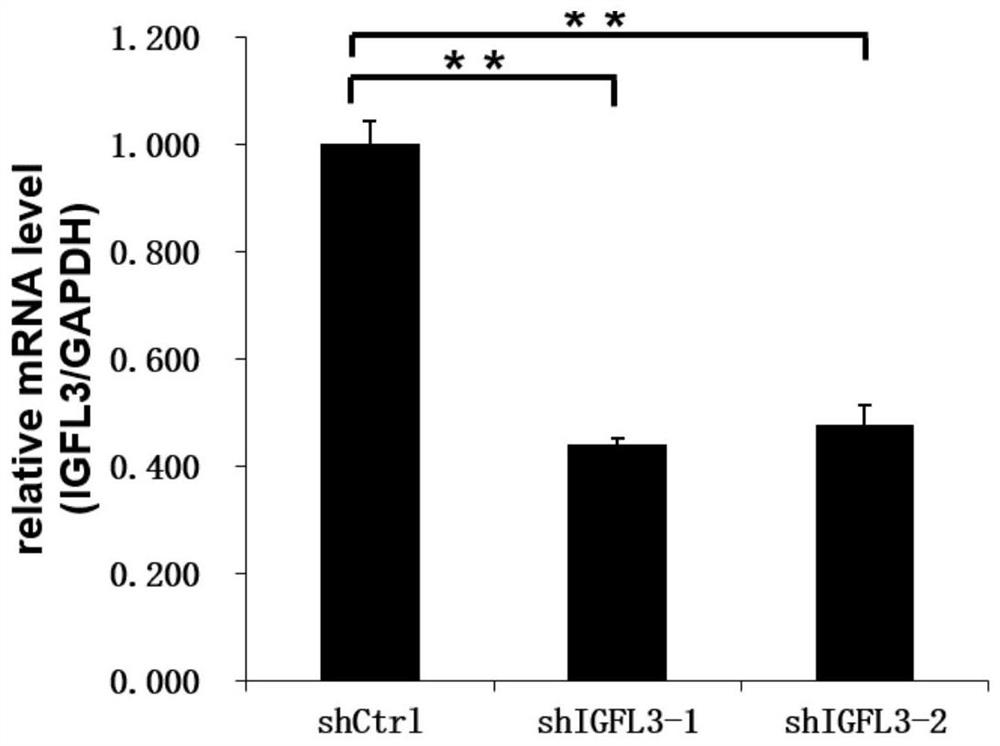 Application of human IGFL3 gene and related product