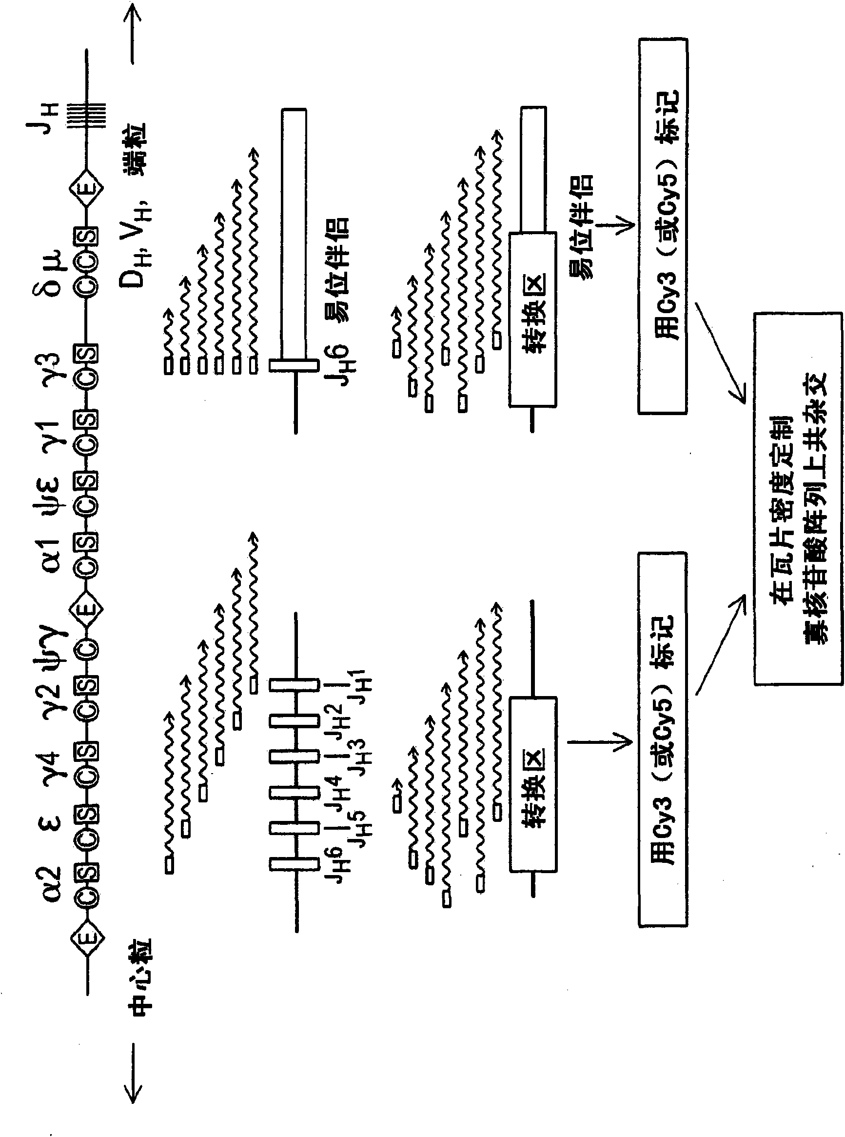 DNA microarray-based identification and localization of balanced translocation breakpoints