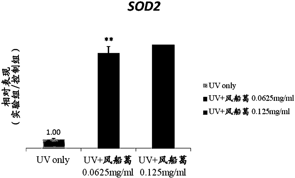 Use of cardiospermum halicacabum extract in the manufacture of a composition for upregulating sod2 expression, promoting skin repair and preventing skin damage by UV light