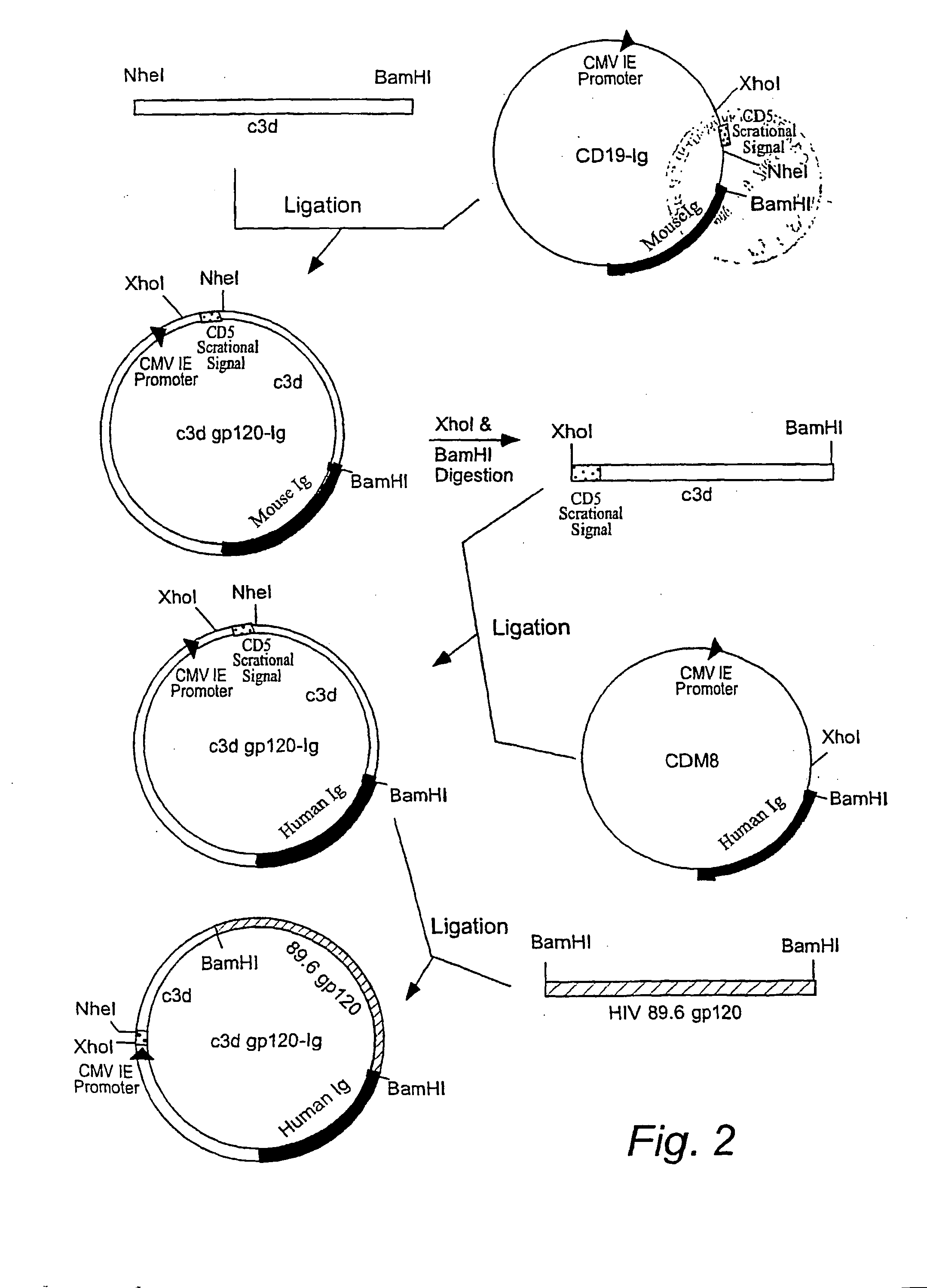 Igg fc/hiv-gp120/c3d fusion protien