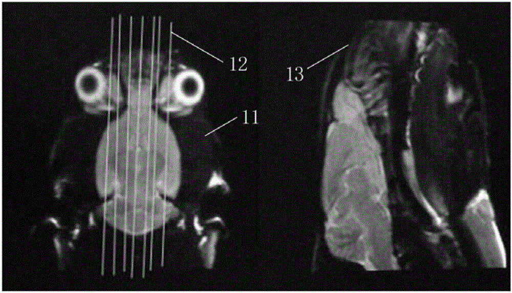 Multimode magnetic resonance imaging method for rat model under 3.0T field intensity