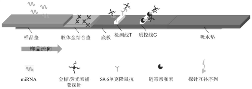 A kind of miRNA detection method and lateral flow chromatography test strip for miRNA detection