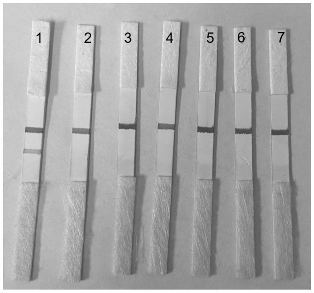 A kind of miRNA detection method and lateral flow chromatography test strip for miRNA detection