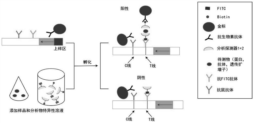 Rapid, simple and convenient deafness gene detection method and kit