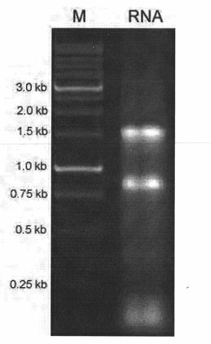 Normalized cDNA library of ocean medaka specific tissue and preparation method thereof
