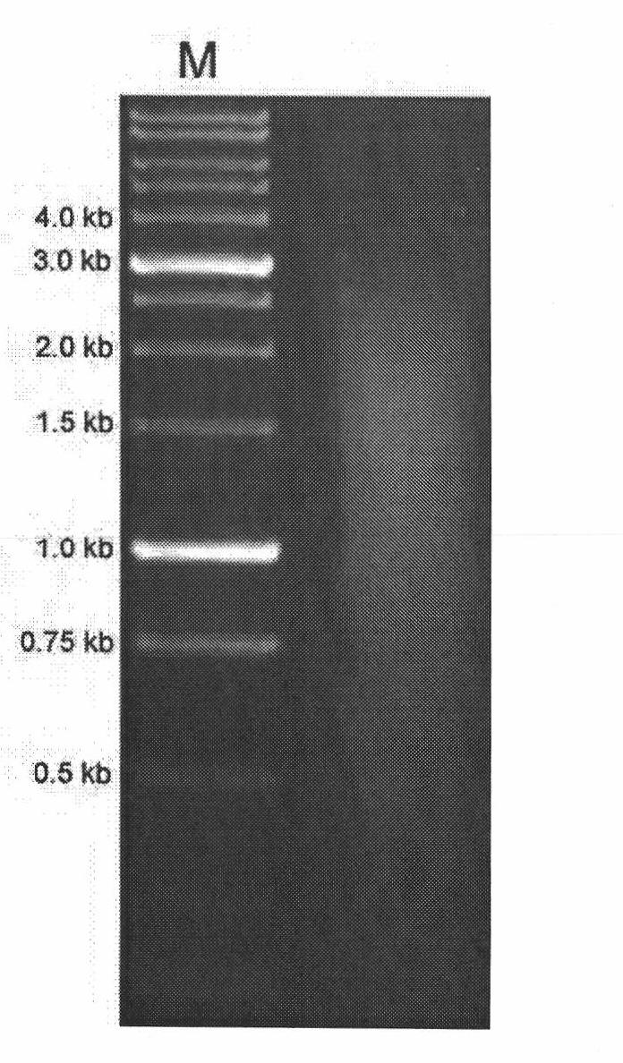 Normalized cDNA library of ocean medaka specific tissue and preparation method thereof