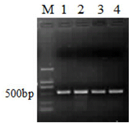 Promoter of gene Me094 related to bacterial-blight resistance of Oryza meyeriana