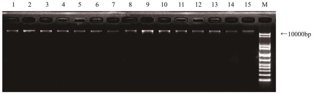 A kind of molecular marker primer and method for differentiating long handle almond, Mongolian almond and elm leaf plum