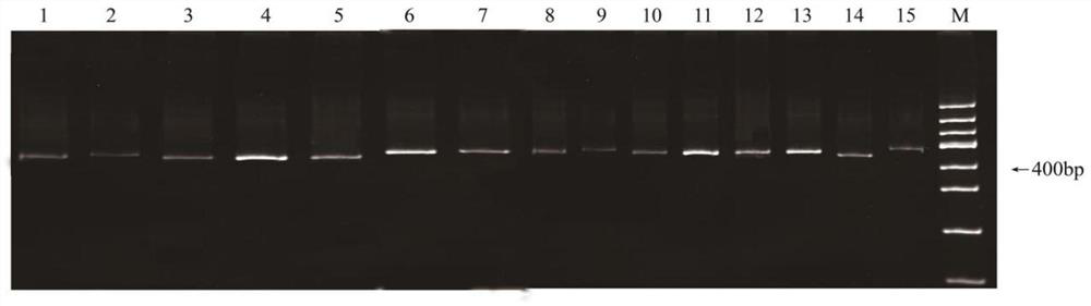 A kind of molecular marker primer and method for differentiating long handle almond, Mongolian almond and elm leaf plum