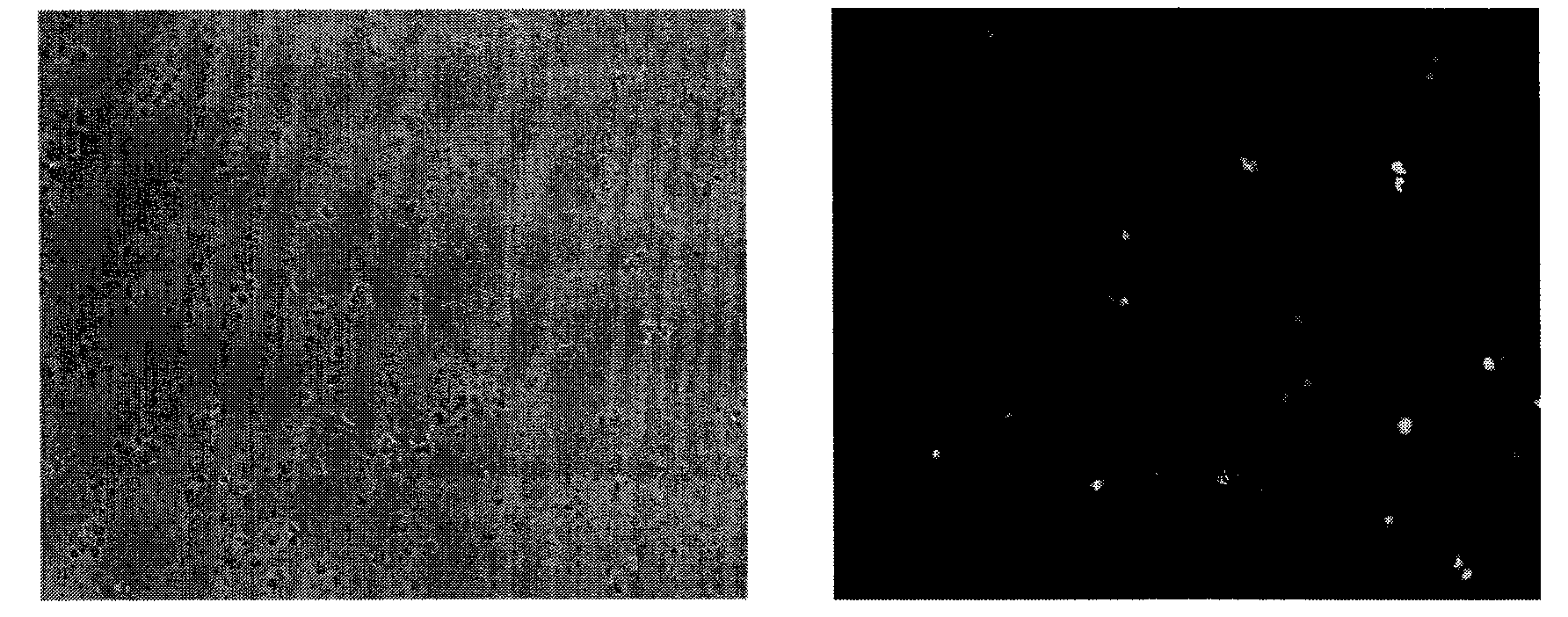 Organic functional compound having disulfide chemical bond and steroids skeleton, preparation method thereof and use thereof