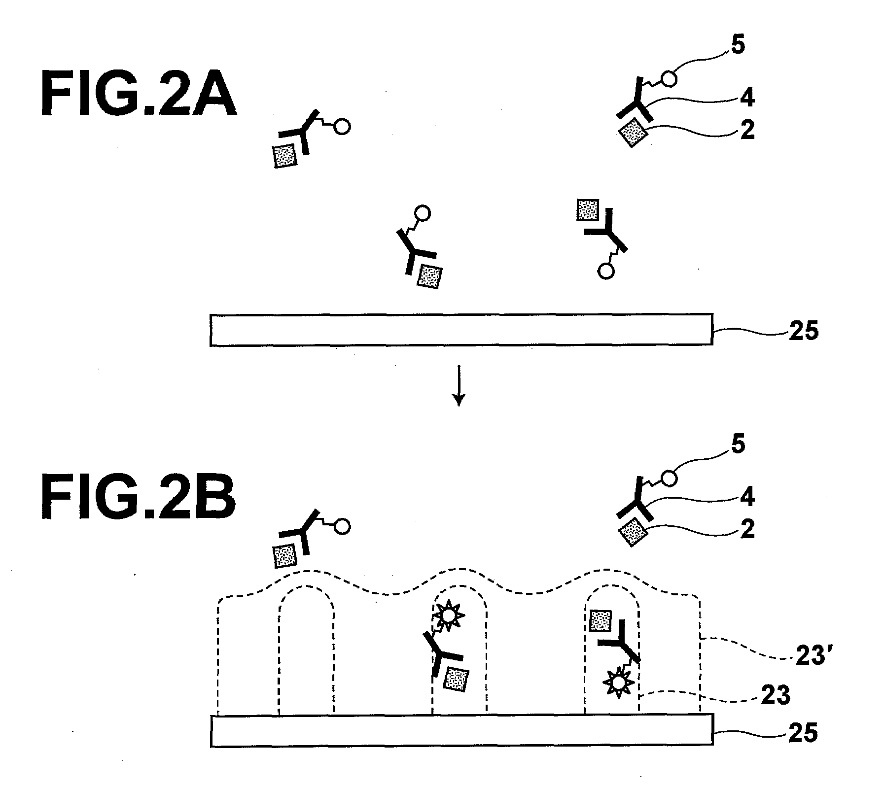 Fluorescence sensor and method for producing thin metal film with apertures to be used by the fluorescence sensor