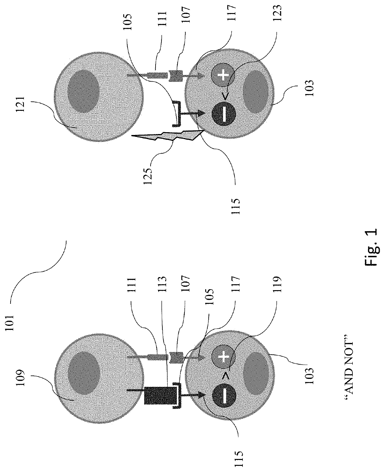 Engineered immune cells with receptor cross-talk