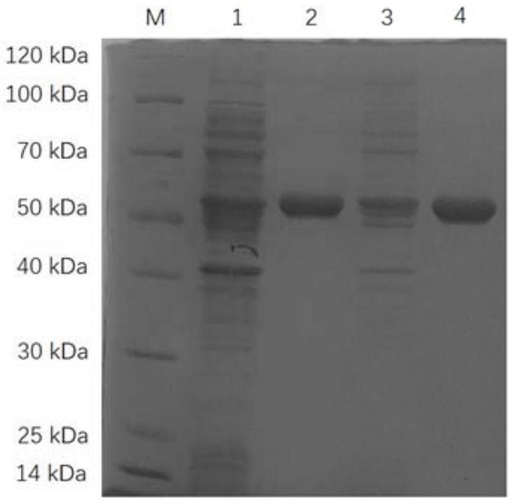 Omega transaminase as well as mutant, recombinant plasmid, genetically engineered bacterium and application thereof