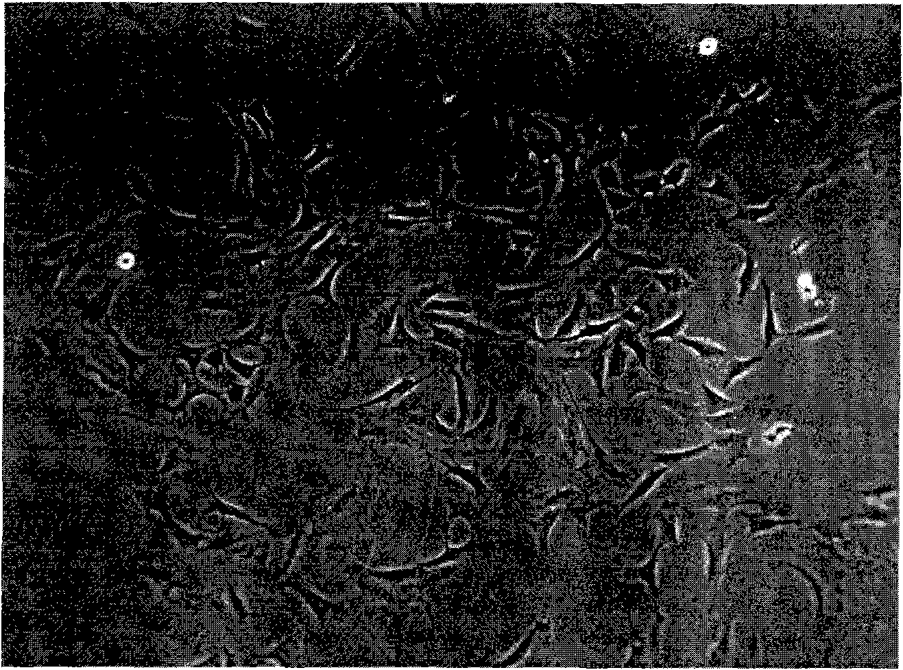 Method for extracting and culturing Sprague Dawley (SD) rat marrow stroma cell used in autologous experiment