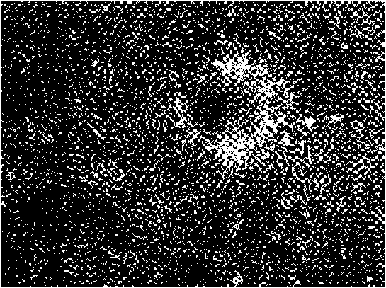 Method for extracting and culturing Sprague Dawley (SD) rat marrow stroma cell used in autologous experiment