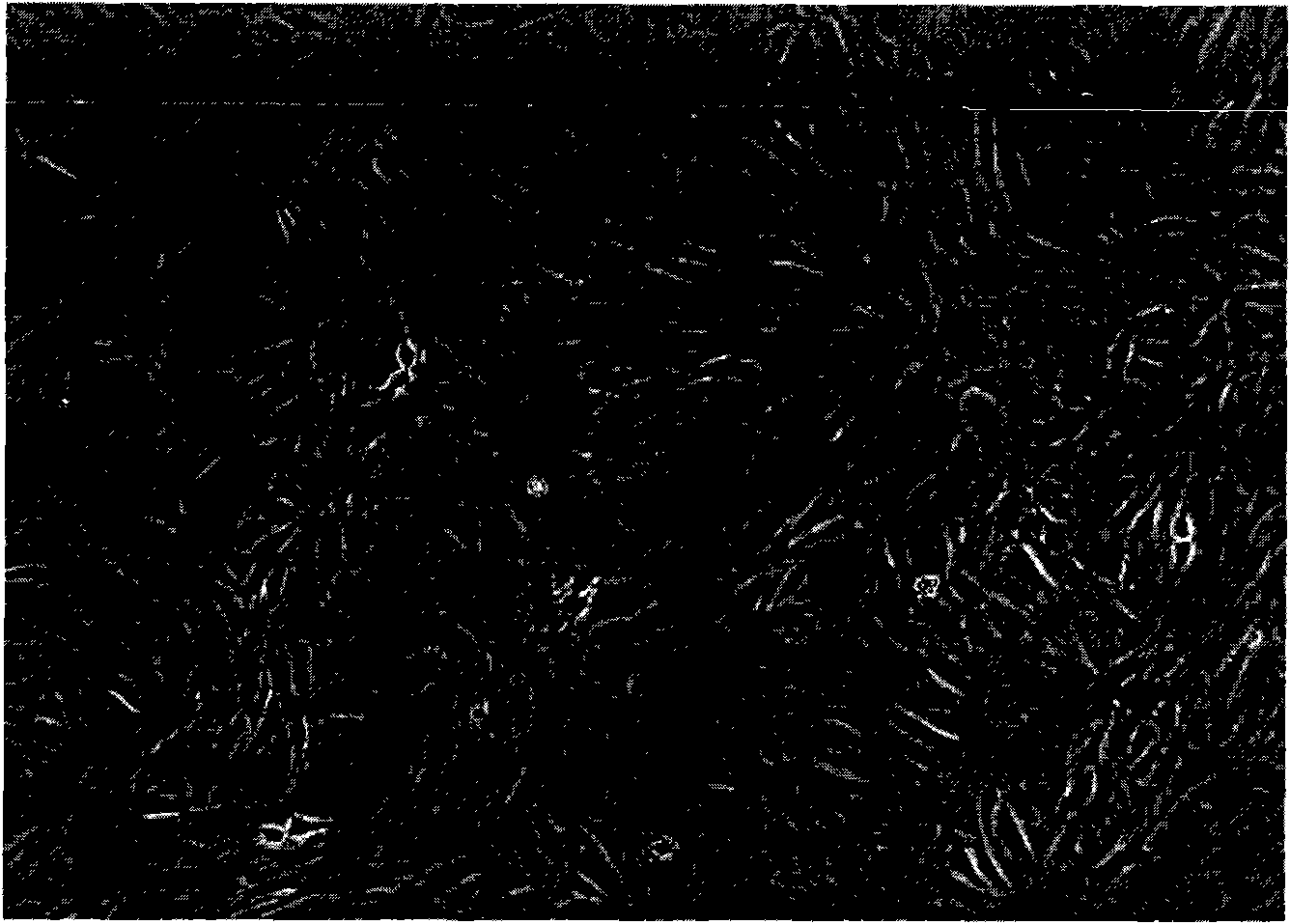 Method for extracting and culturing Sprague Dawley (SD) rat marrow stroma cell used in autologous experiment