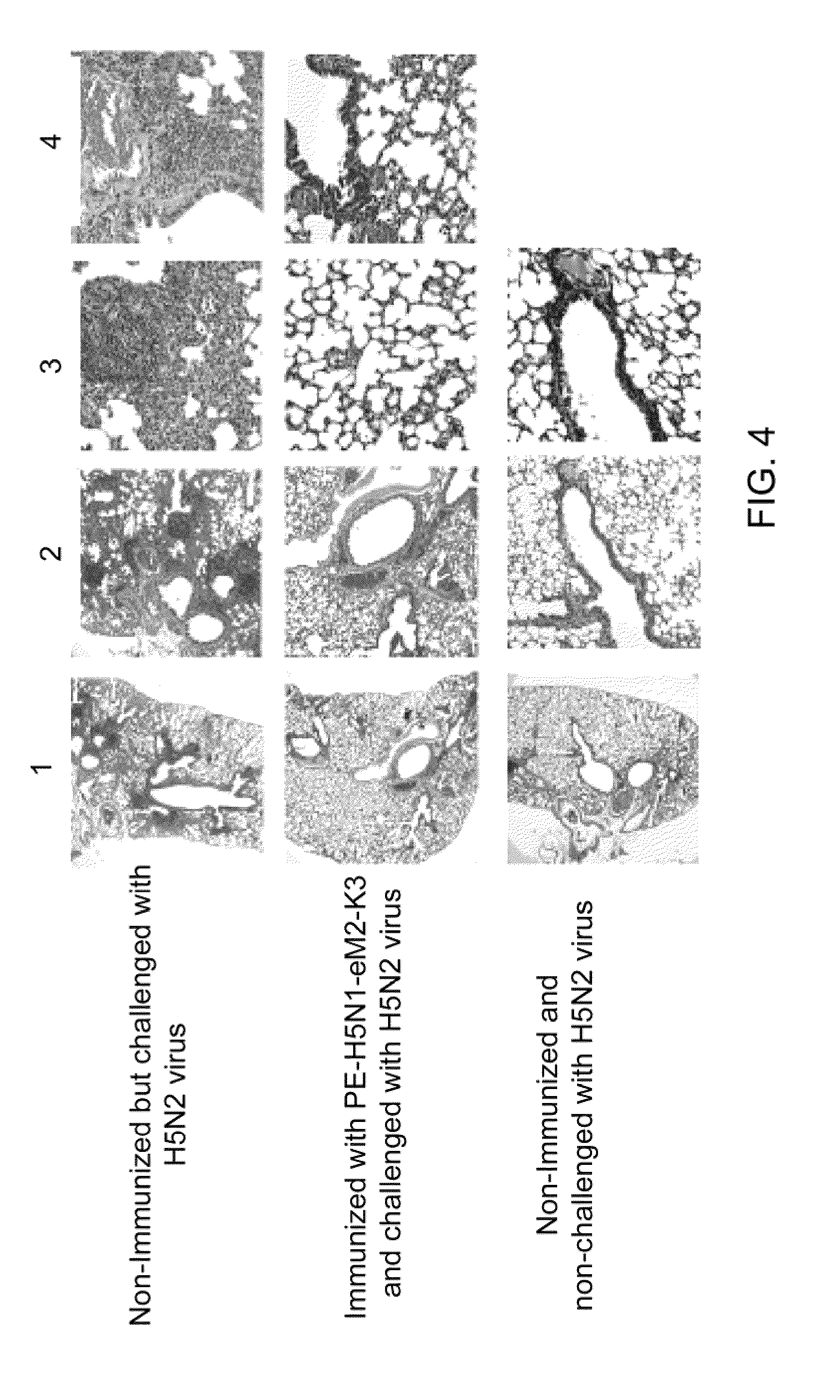 Fusion antigen used as vaccine and method of making them